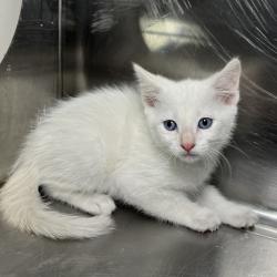 Shelter Stray Male Cat last seen , 4575 E Mesquite Ave, Palm Springs, CA 92264, USA