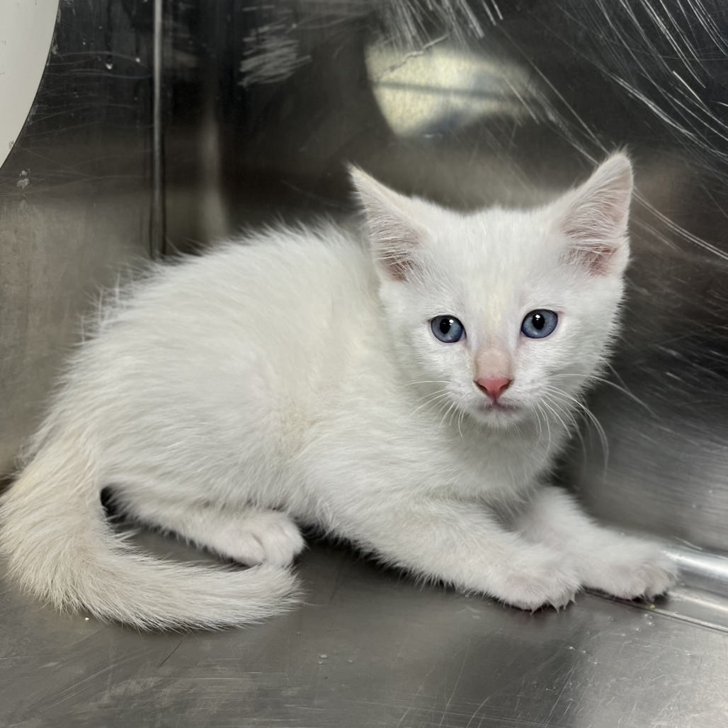 Shelter Stray Male Cat last seen , 4575 E Mesquite Ave, Palm Springs, CA 92264, USA