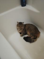 Lost Female Cat last seen Flanders and Westonhill, San Diego, CA 92126
