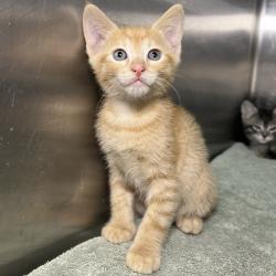 Shelter Stray Male Cat last seen , 4575 E Mesquite Ave, Palm Springs, CA 92264, USA