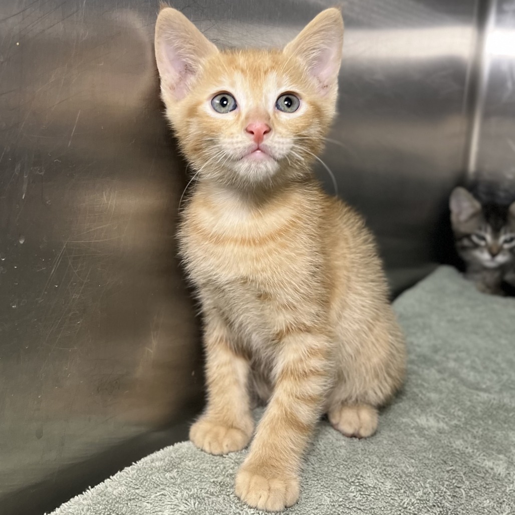 Shelter Stray Male Cat last seen , 4575 E Mesquite Ave, Palm Springs, CA 92264, USA