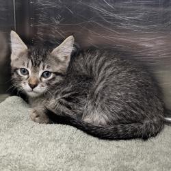 Shelter Stray Female Cat last seen , 4575 E Mesquite Ave, Palm Springs, CA 92264, USA