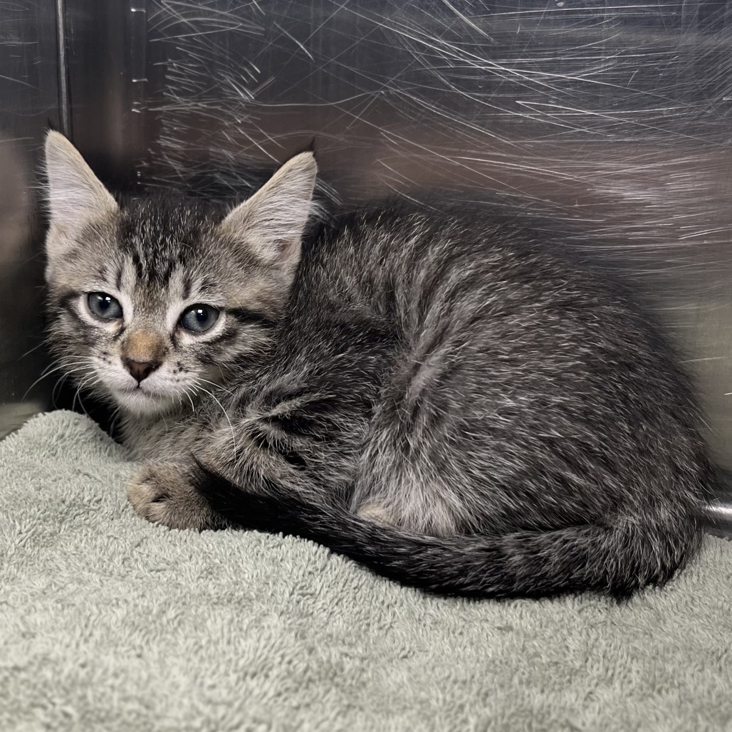 Shelter Stray Female Cat last seen , 4575 E Mesquite Ave, Palm Springs, CA 92264, USA