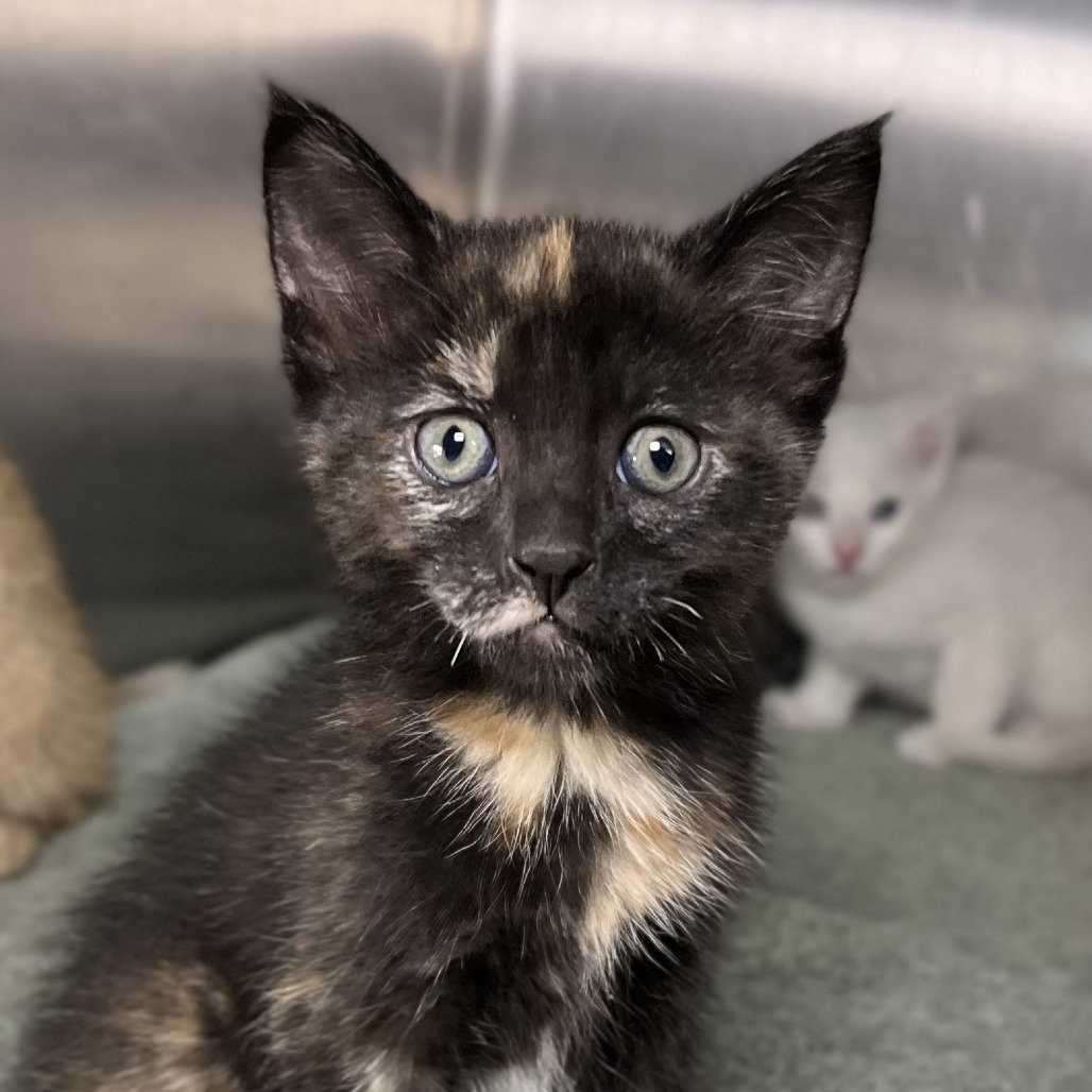 Shelter Stray Female Cat last seen , 4575 E Mesquite Ave, Palm Springs, CA 92264, USA