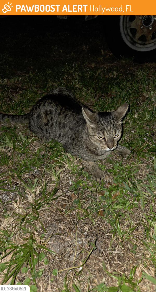 Found/Stray Unknown Cat last seen N park ave and mckinley, Hollywood, FL 33021
