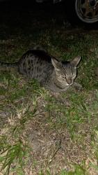 Found/Stray Unknown Cat last seen N park ave and mckinley, Hollywood, FL 33021