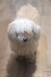 Found/Stray Unknown Dog last seen Sah, Las Vegas, NV 89121