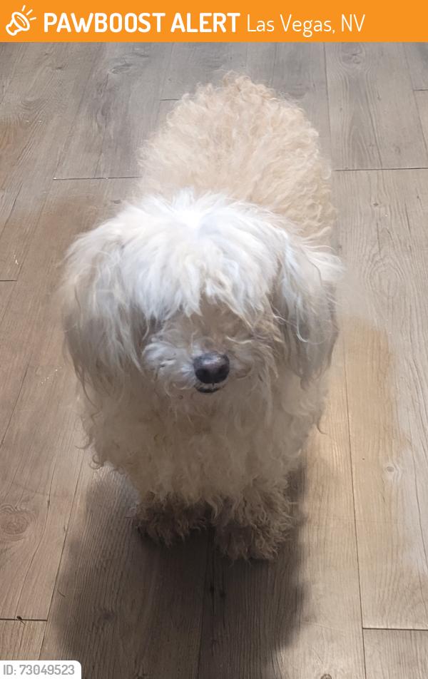 Found/Stray Unknown Dog last seen Sah, Las Vegas, NV 89121