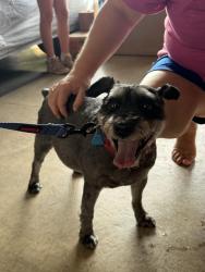 Found/Stray Male Dog last seen Graystone and Doris Walters, Saint Charles, MO 63303
