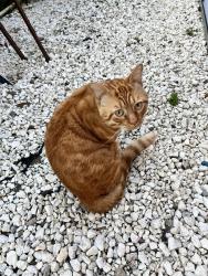 Lost Male Cat last seen N Melrose, Vista, CA 92083
