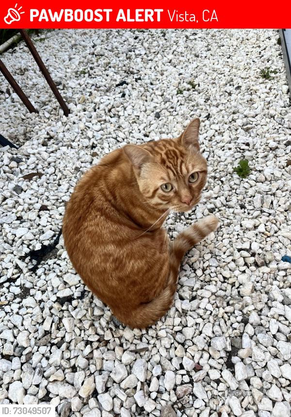 Lost Male Cat last seen N Melrose, Vista, CA 92083