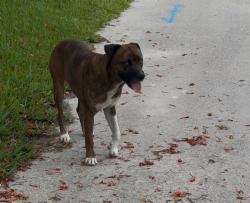 Reunited Male Dog last seen NE 10th Ave and NE 72nd St. east of Biscayne, Miami, FL 33138
