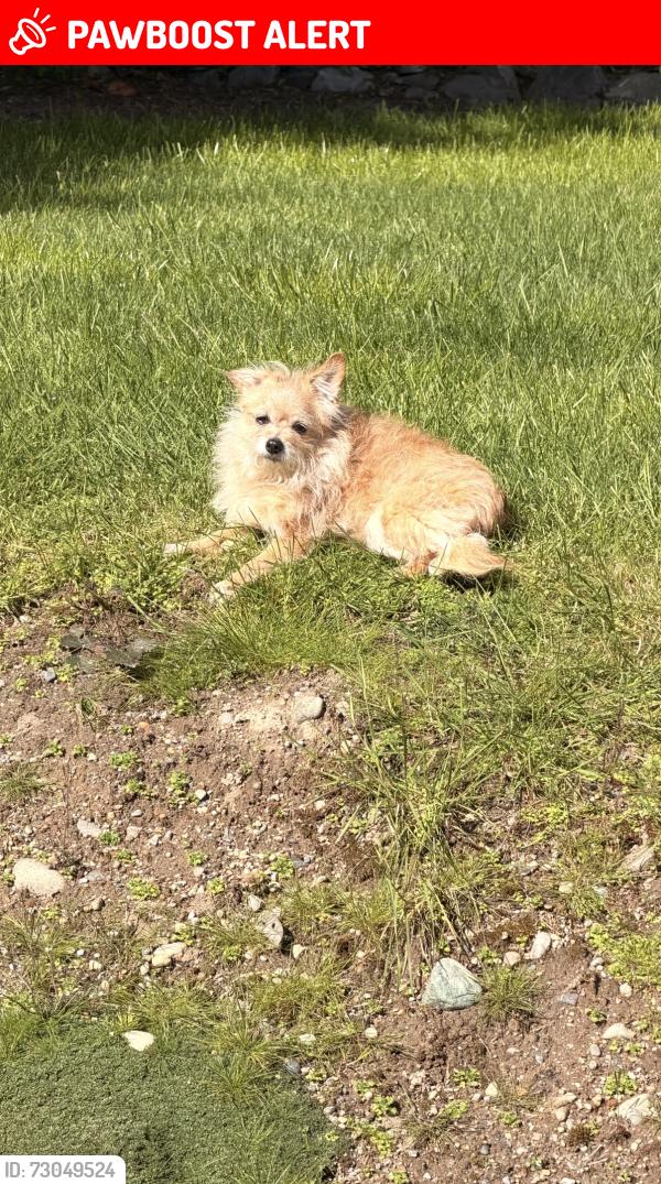 Lost Female Dog last seen 188th St NW, cross street 40th ave, Snohomish County, WA 98223