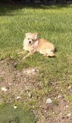 Lost Female Dog last seen 188th St NW, cross street 40th ave, Snohomish County, WA 98223