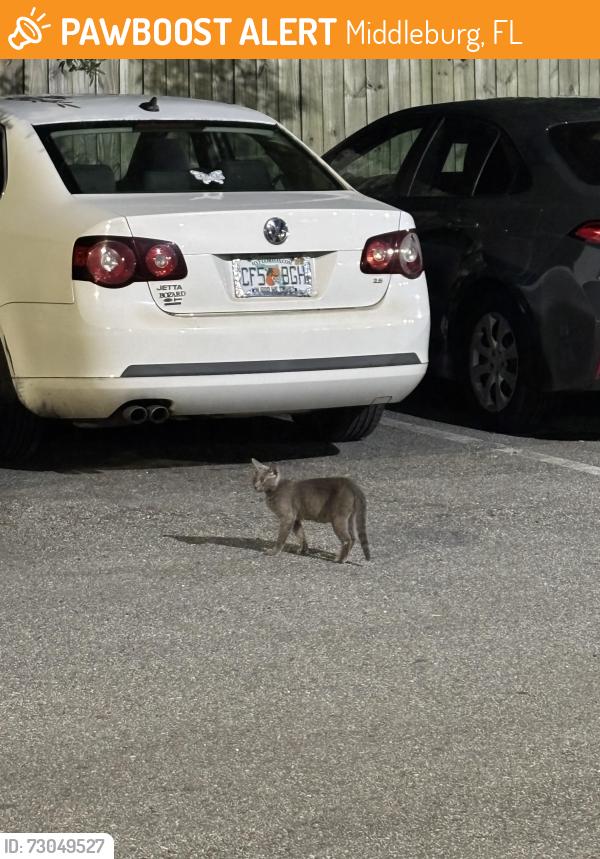 Found/Stray Unknown Cat last seen Culver’s parking lot, Middleburg, FL 32068
