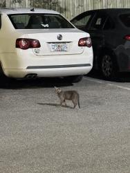 Found/Stray Unknown Cat last seen Culver’s parking lot, Middleburg, FL 32068