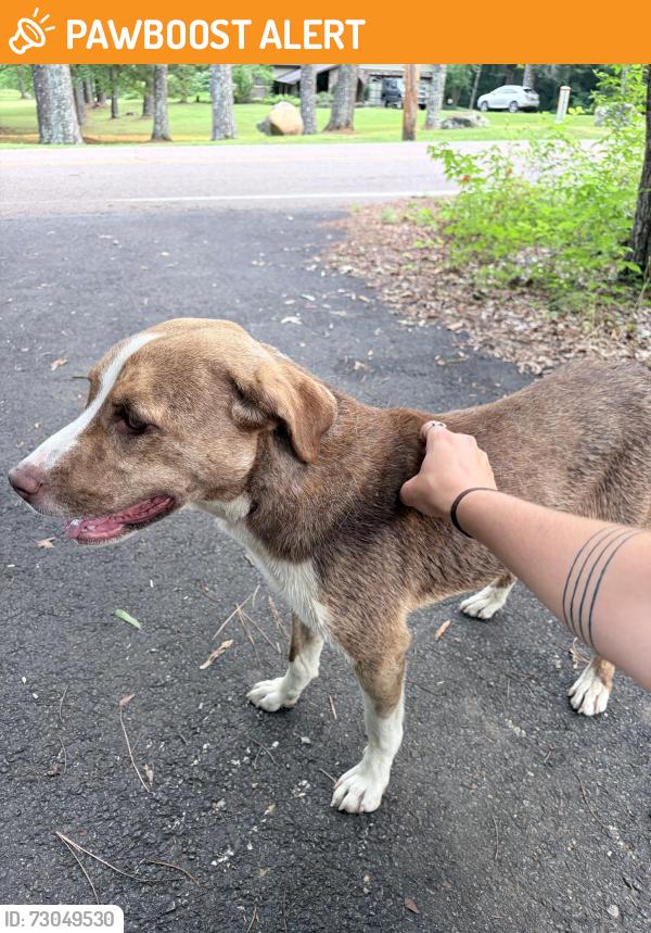 Found/Stray Female Dog last seen Eads area, East Central Shelby, TN 38139