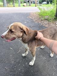 Found/Stray Female Dog last seen Eads area, East Central Shelby, TN 38139