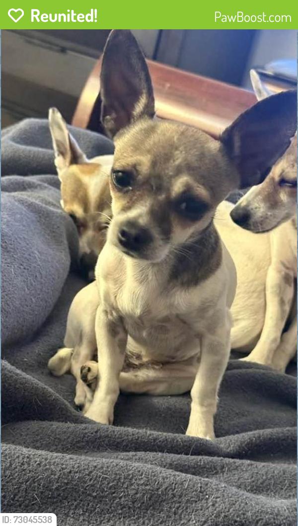 Reunited Female Dog last seen Butternut and Philips Lane, Antioch, CA 94509
