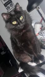 Lost Female Cat last seen 345th federal way, Federal Way, WA 98023