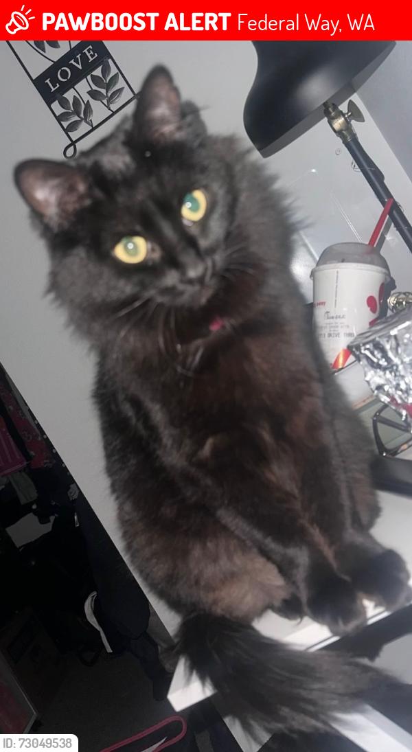 Lost Female Cat last seen 345th federal way, Federal Way, WA 98023