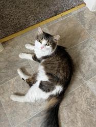 Lost Female Cat last seen ann place, david drive , Bel Air, MD 21015