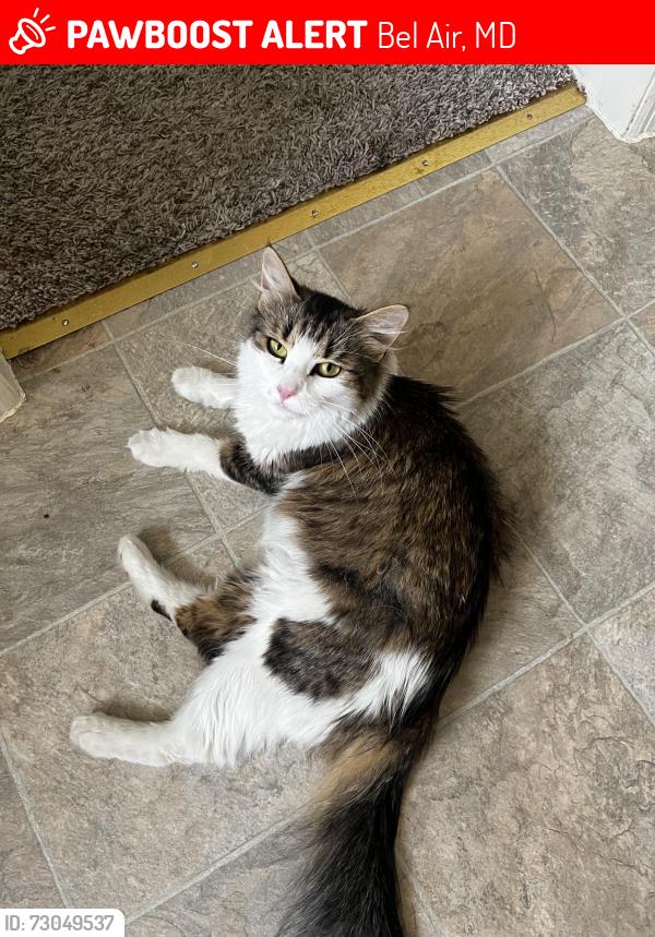 Lost Female Cat last seen ann place, david drive , Bel Air, MD 21015