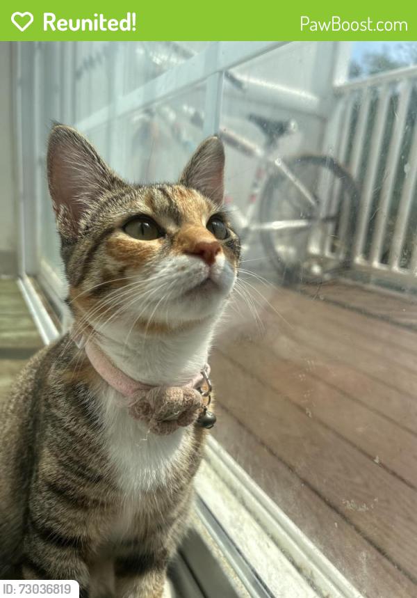 Reunited Female Cat last seen Neighborhood near ShopRite , Swedesboro, NJ 08085