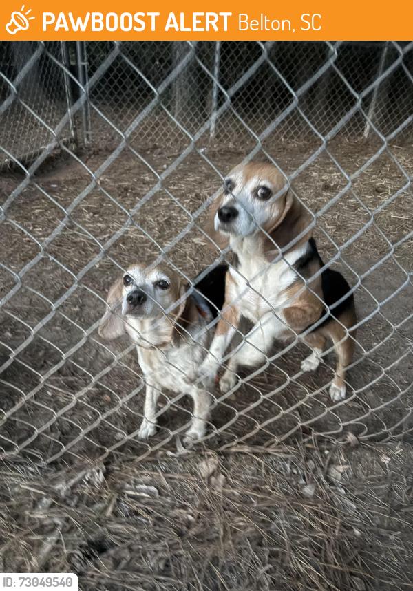 Found/Stray Unknown Dog last seen Belton hwy near Gus’s, Belton, SC 29627