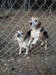 Found/Stray Unknown Dog last seen Belton hwy near Gus’s, Belton, SC 29627