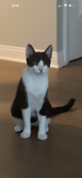 Lost Male Cat last seen McNab Ave and Mapledale St, Bellflower, CA 90706