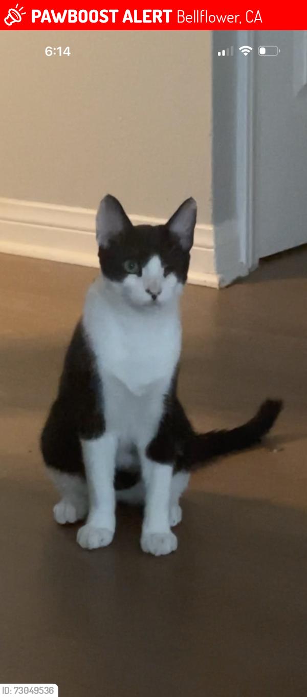 Lost Male Cat last seen McNab Ave and Mapledale St, Bellflower, CA 90706