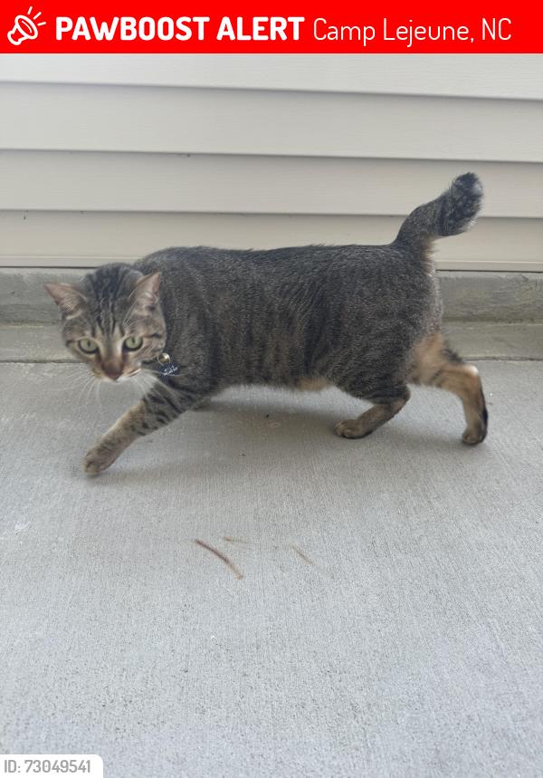 Lost Male Cat last seen Tarawa Terrance 2, Camp Lejeune, NC 28547