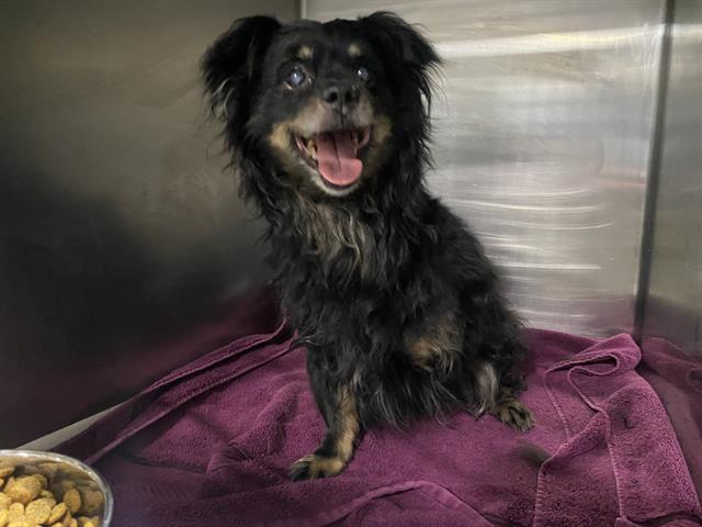 Shelter Stray Male Dog last seen Near BLOCK COLLEGE AVE, BAKERSFIELD CA 93305, 3951 Fruitvale Ave, Bakersfield, CA 93308, USA