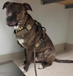 Shelter Stray Male Dog last seen Near BLOCK FISHER AVE, ROSAMOND CA 93560, 3951 Fruitvale Ave, Bakersfield, CA 93308, USA