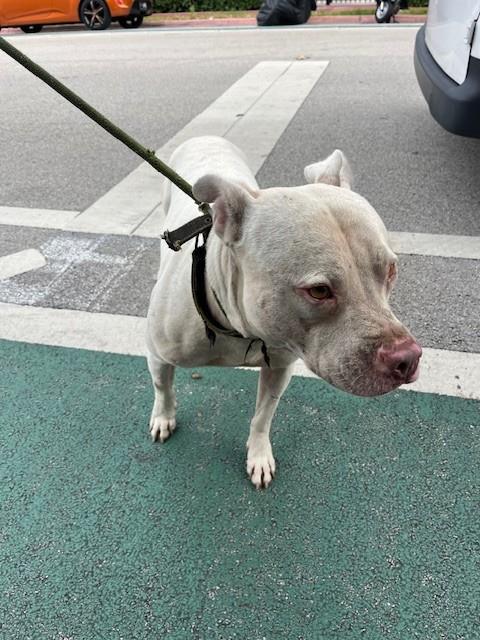Shelter Stray Male Dog last seen Near BLOCK PENNSYLVANIA AVE, 3599 NW 79th Ave, Doral, FL 33122, USA