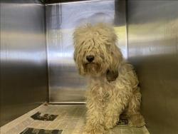 Shelter Stray Unknown Dog last seen , 1850 W 60th St, Los Angeles, CA 90047, USA