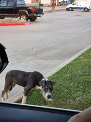 Found/Stray Male Dog last seen Manuel Drive and Texas Avenue in the Copy Corner parking lot, College Station, TX 77840