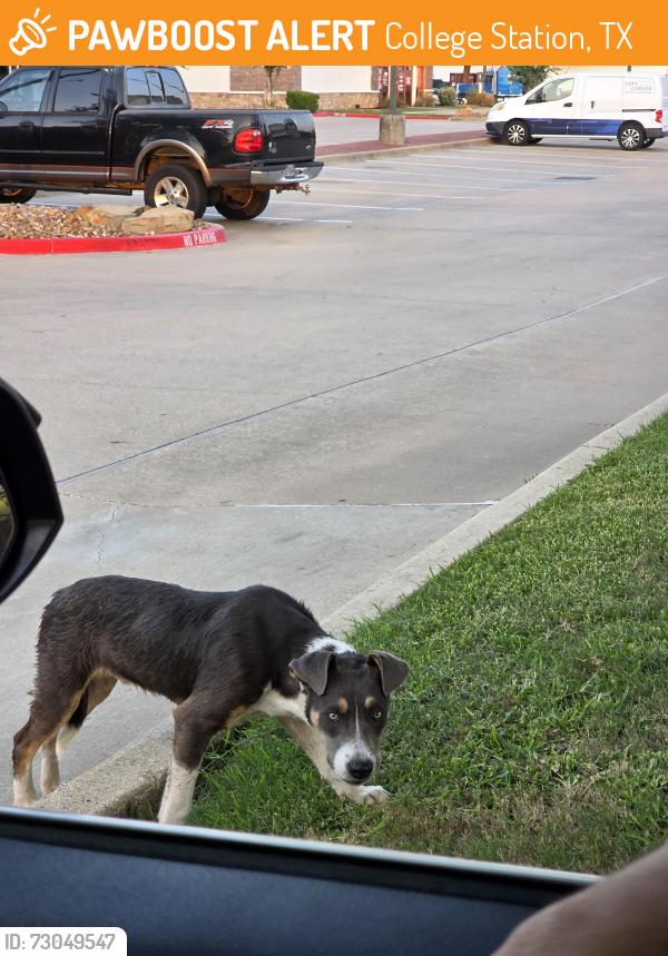 Found/Stray Male Dog last seen Manuel Drive and Texas Avenue in the Copy Corner parking lot, College Station, TX 77840