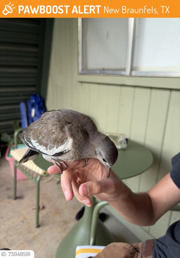 Found/Stray Unknown Bird last seen the petite cowboy, New Braunfels, TX 78130