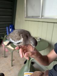 Found/Stray Unknown Bird last seen the petite cowboy, New Braunfels, TX 78130