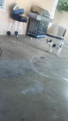 Lost Male Dog last seen Colton, Colton, CA 92324