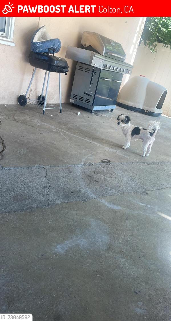 Lost Male Dog last seen Colton, Colton, CA 92324
