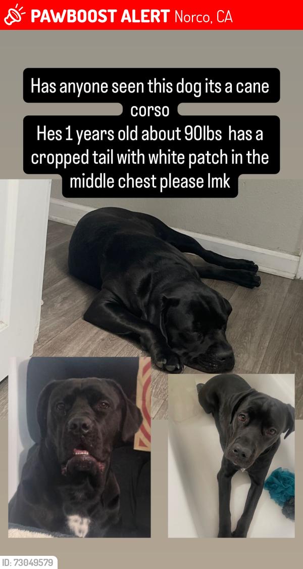 Lost Male Dog last seen La fitness, Norco, CA 92860