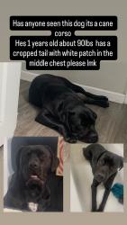 Lost Male Dog last seen La fitness, Norco, CA 92860