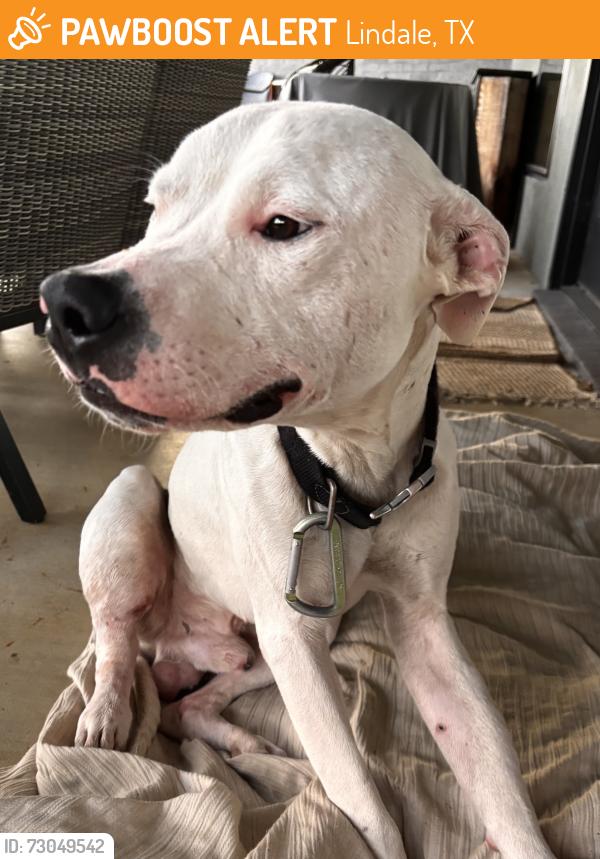 Found/Stray Male Dog last seen Lavender and Sand flt Rd, Lindale, TX 75771