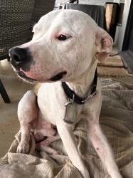 Found/Stray Male Dog last seen Lavender and Sand flt Rd, Lindale, TX 75771