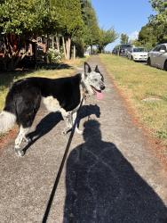 Reunited Male Dog last seen S Oakes st and s 13th st, 98405 Tacoma Wa, Tacoma, WA 98405