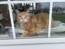Lost Male Cat last seen Knollwood and Spaulding, Bartlett, IL 60103