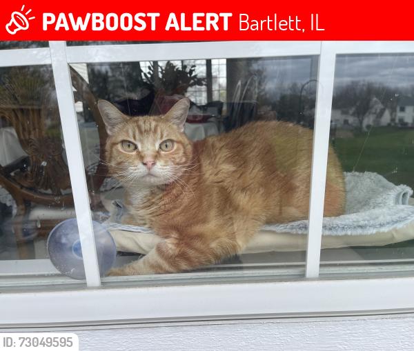 Lost Male Cat last seen Knollwood and Spaulding, Bartlett, IL 60103